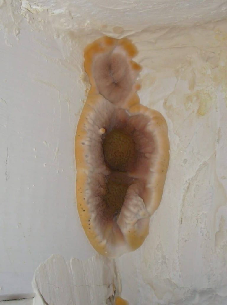 Mérule se développant dans un environnement sombre et humide