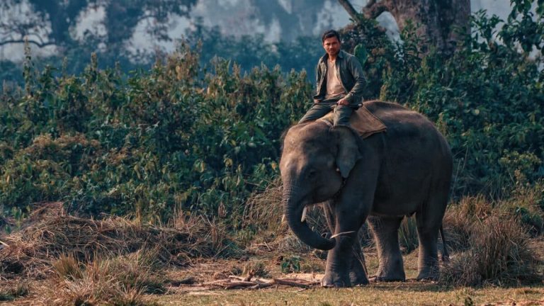 Paysage africain avec faune sauvage lors d'un safari en Afrique du Sud