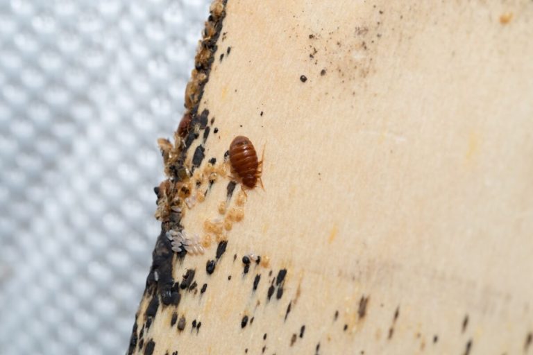 Infestation de punaises de lit dans un domicile français