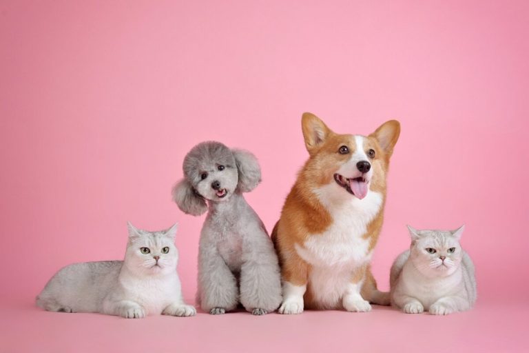 Comparatif des antipuces pour chiens et chats en 2024
