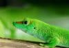 lizard, madagascar, day gecko
