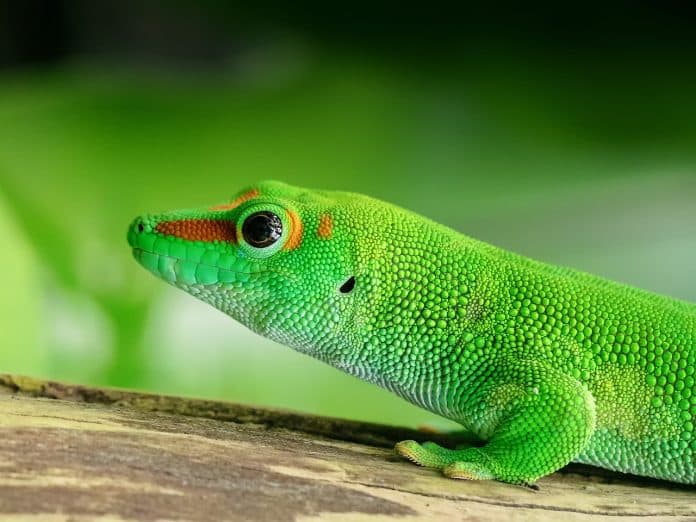 lizard, madagascar, day gecko