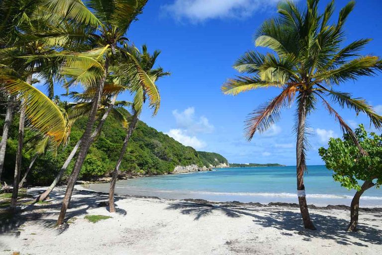 Plage de Sainte-Anne avec ses eaux turquoise et palmiers verdoyants
