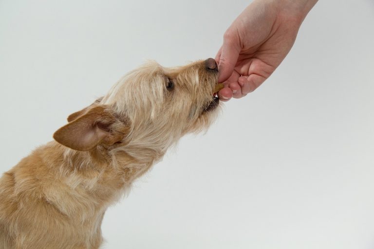 Croquettes pour chien dans un bol en métal sur un fond neutre