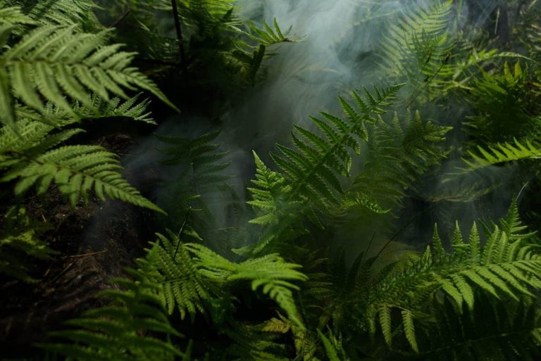 Papier peint jungle avec animaux exotiques et verdure luxuriante