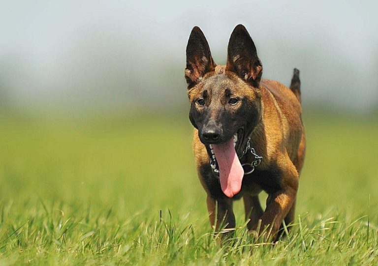 Chien Malinois en pleine activité, illustrant ses besoins nutritionnels spécifiques