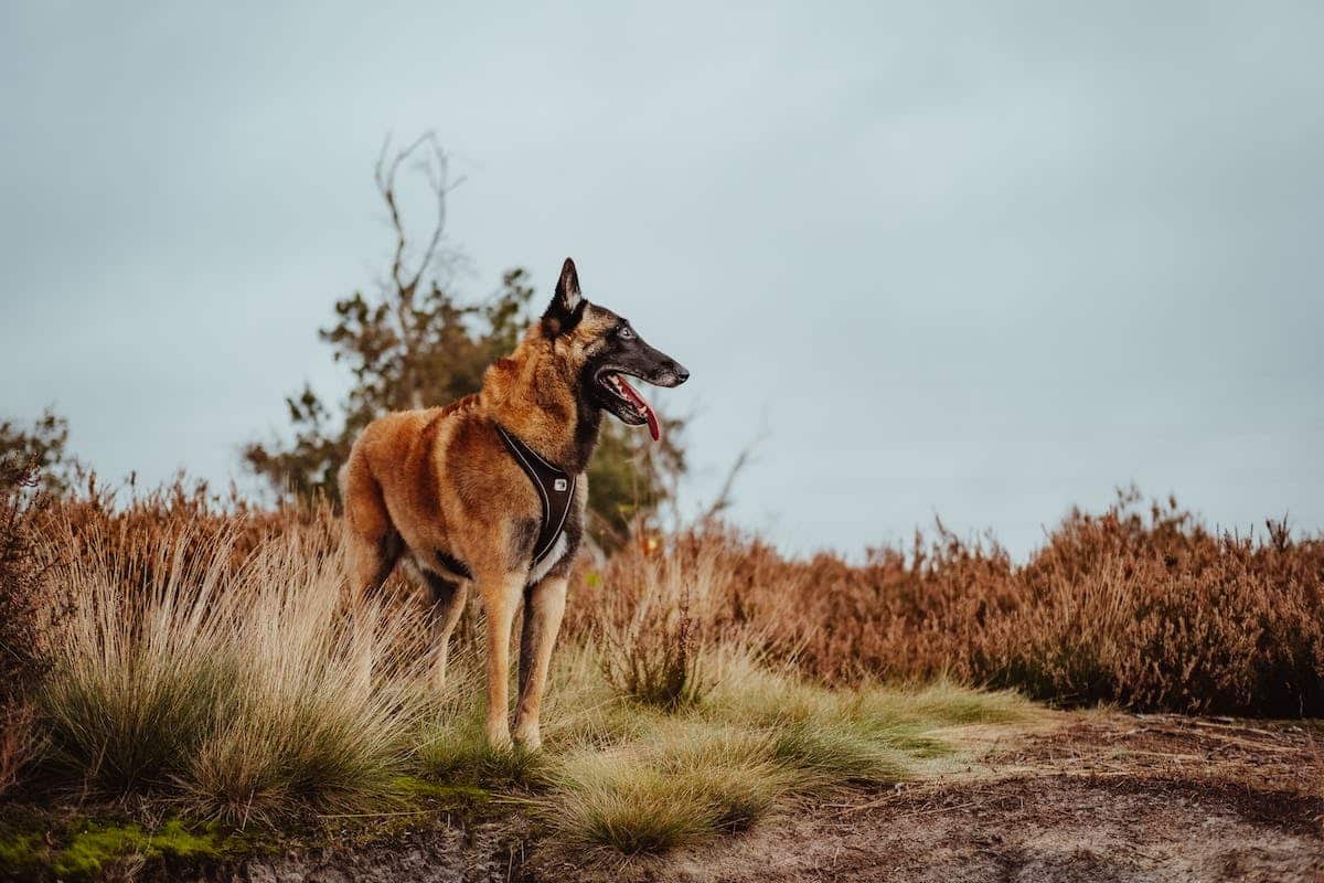 chien malinois