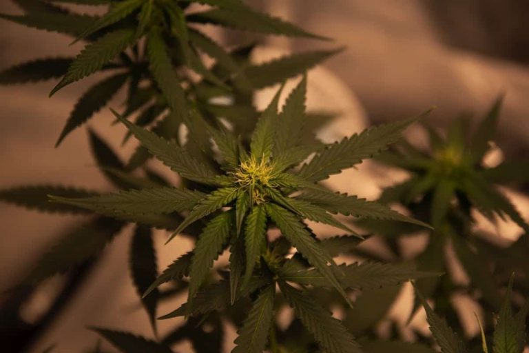 Produits CBD en ligne avec large choix et accessibilité