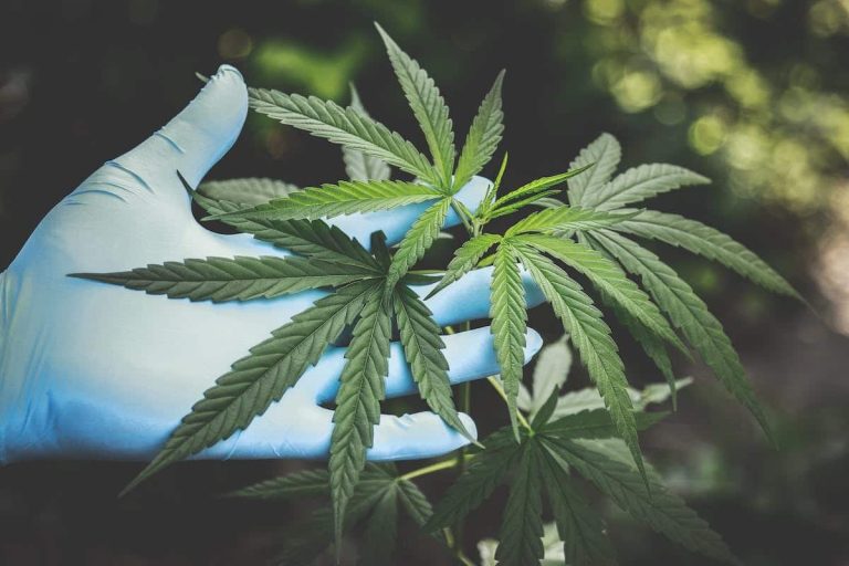 Variétés de cannabis riche en CBD pour soulager la douleur naturelle