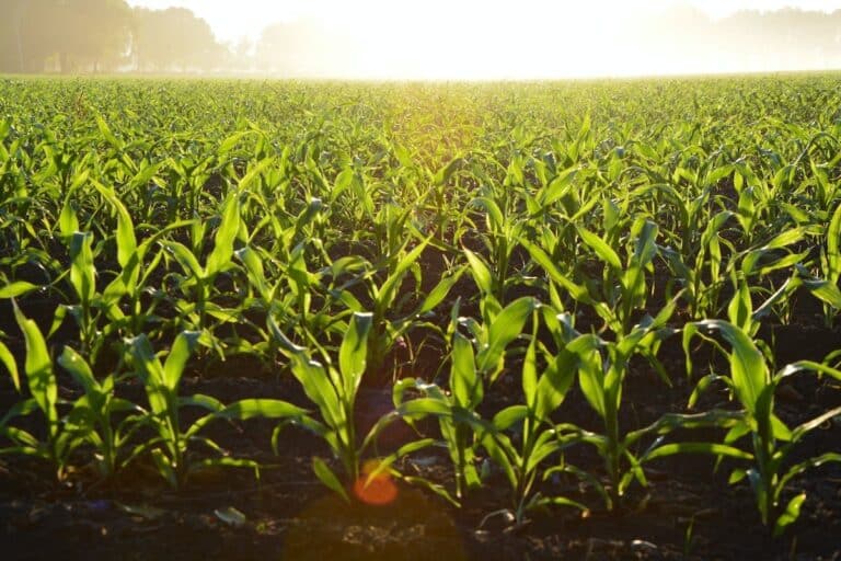 Assurance logement étudiant proposée par le Crédit Agricole