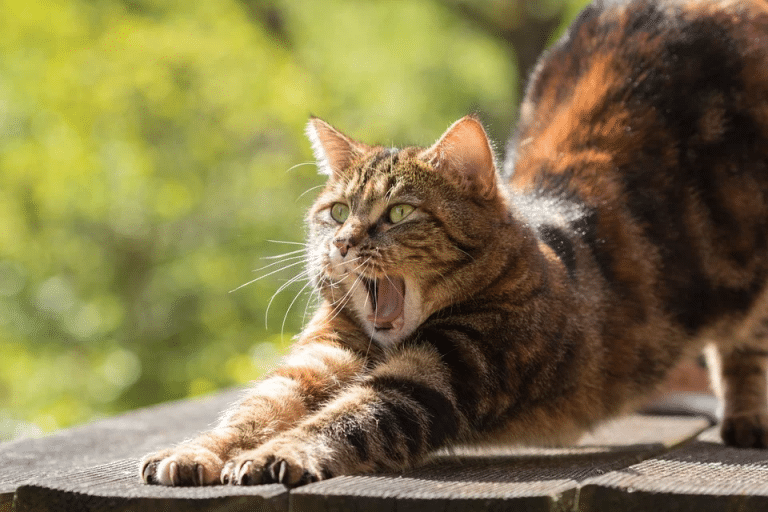 Chaton jouant avec un jouet coloré dans un environnement domestique