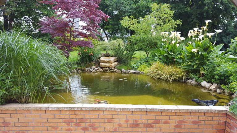Bassin de jardin avec cascade et végétation luxuriante