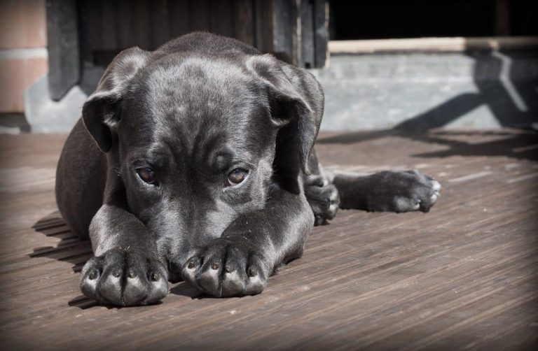 chien heureux avec un vétérinaire lors d'une consultation