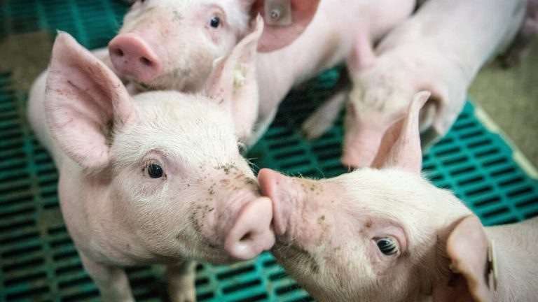 Matériel agricole d'élevage : choisir le bon fournisseur