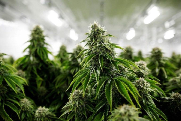 Fleurs de CBD exposées dans un environnement contrôlé et lumineux